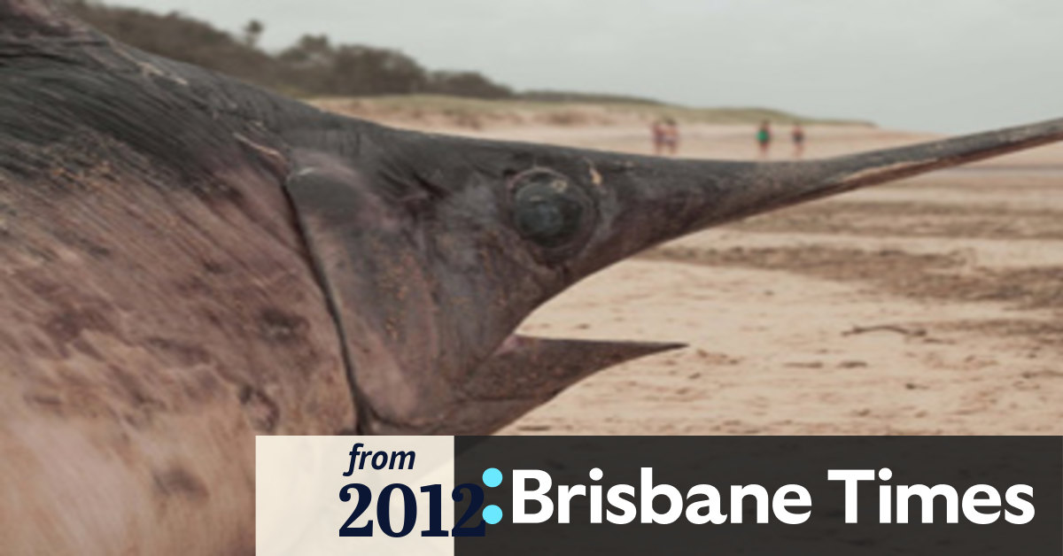 Swordfish death a mystery